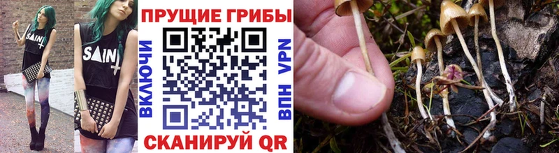 Псилоцибиновые грибы Psilocybe  Всеволожск 
