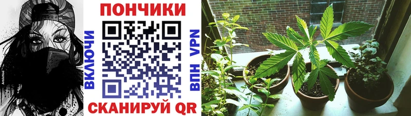 Конопля план Всеволожск